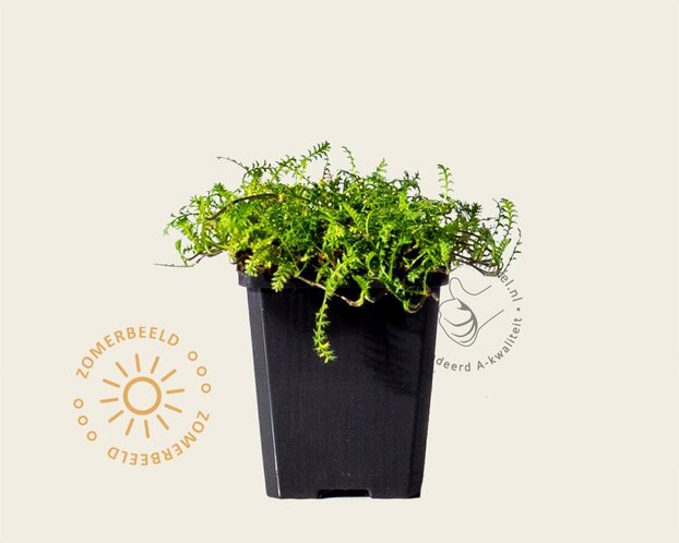 Leptinella squalida