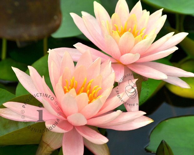 Nymphaea 'Colorado'
