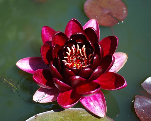 Nymphaea 'Almost Black'