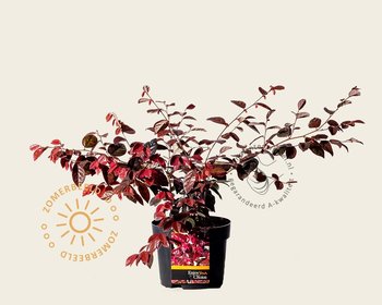 Loropetalum chinense 'Fire Dance'