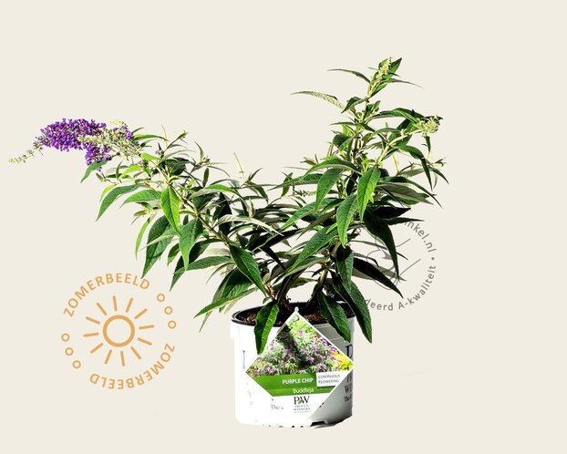 Buddleja davidii 'Purple Chip'