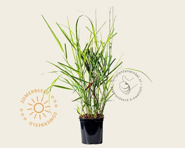 Panicum virgatum 'Squaw'