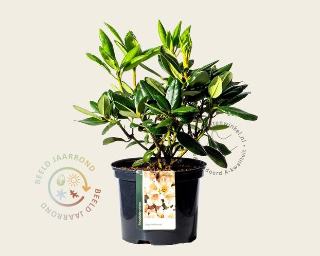 Rhododendron 'Virginia Richards'