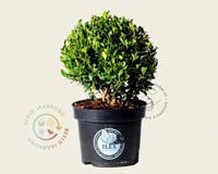 Ilex crenata 'Dark Green' - bolvorm