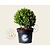 Ilex crenata 'Dark Green' - bolvorm