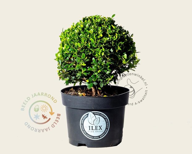Ilex crenata 'Dark Green' - bolvorm