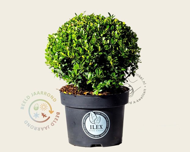 Ilex crenata 'Dark Green' - bolvorm