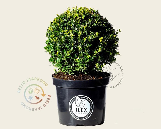 Ilex crenata 'Dark Green' - bolvorm
