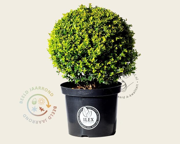 Ilex crenata 'Dark Green' - bolvorm