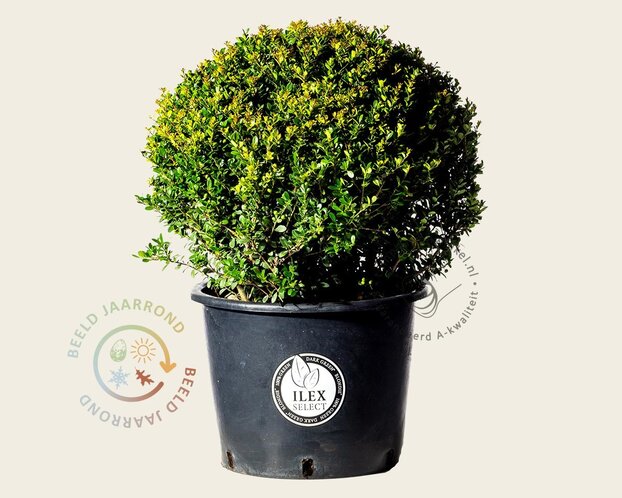 Ilex crenata 'Dark Green' - bolvorm