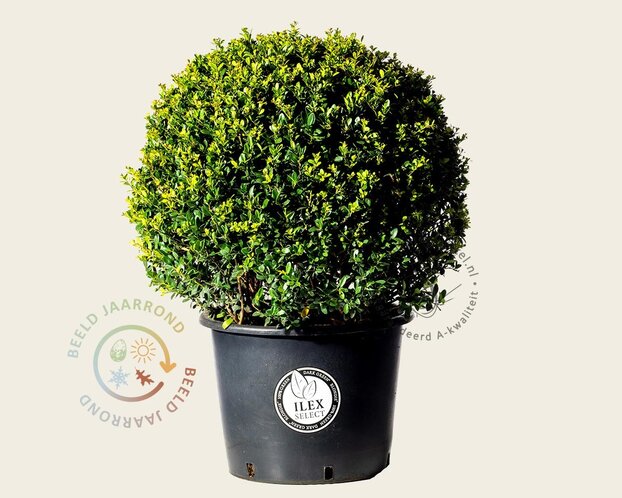 Ilex crenata 'Dark Green' - bolvorm