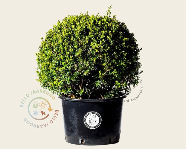 Ilex crenata 'Dark Green' - bolvorm