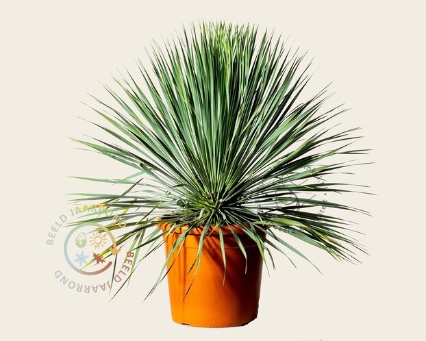 Alleen in winkel Yucca rostrata