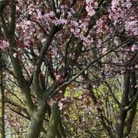 Meerstammige bomen