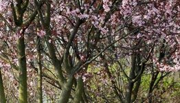 Meerstammige bomen image