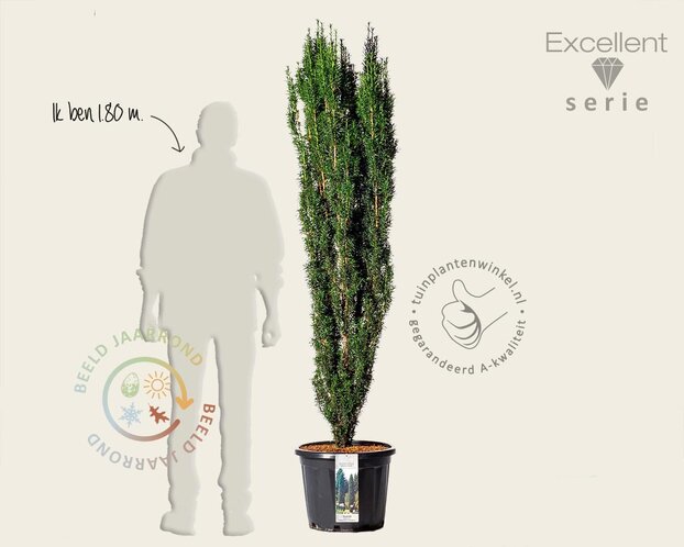 Taxus baccata 'Fastigiata Robusta' - Excellent