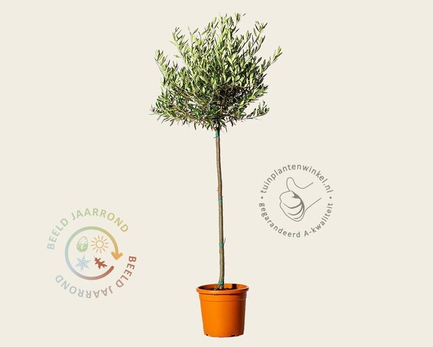 Olea europaea - 90 cm stam