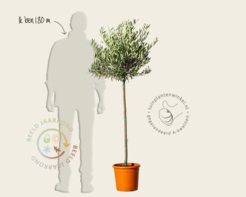 Olea europaea - 090 cm stam