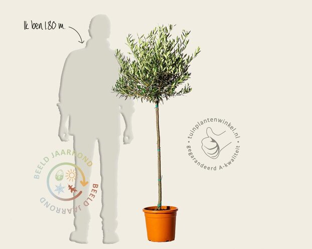 Olea europaea - 90 cm stam