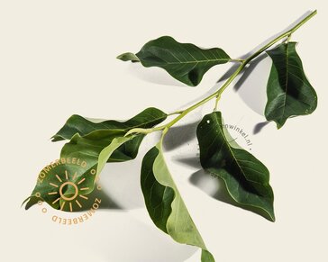 Magnolia 'Heaven Scent' - beveerd