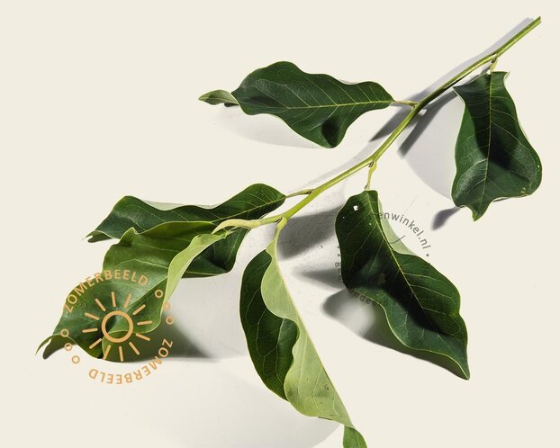 Magnolia 'Heaven Scent' - beveerd