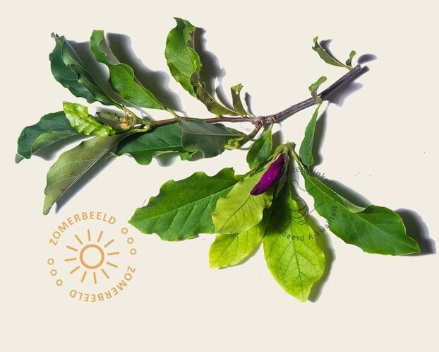 Magnolia 'Susan' - halfstam