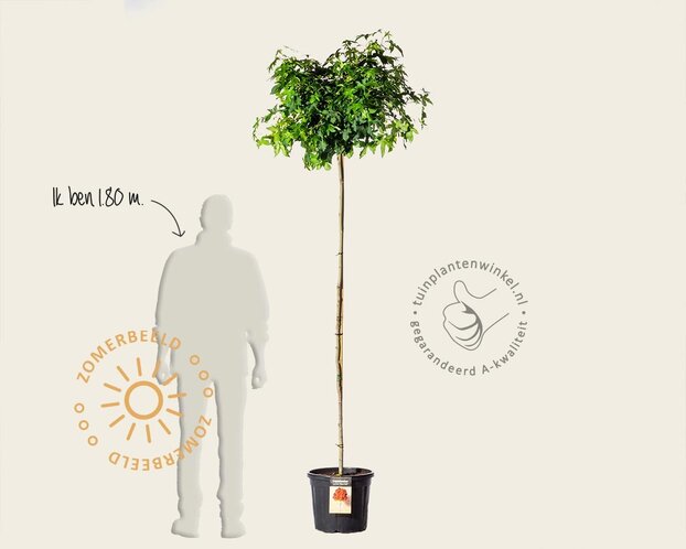 Liquidambar styraciflua 'Gum Ball' - 180 cm stam