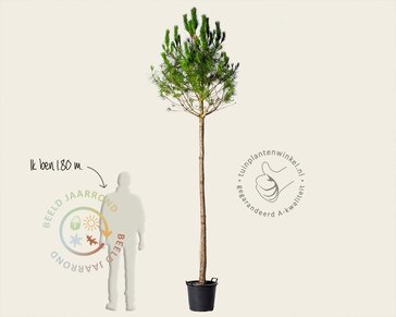 Pinus Pinea - hoogstam