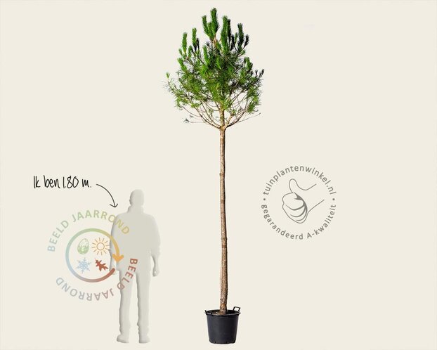 Pinus Pinea - hoogstam