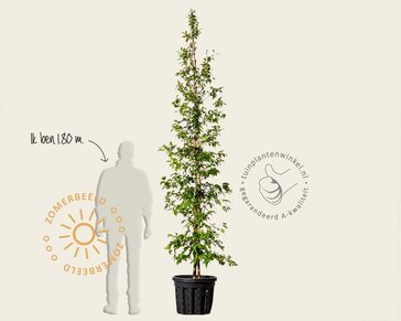 Stewartia pseudocamellia - beveerd