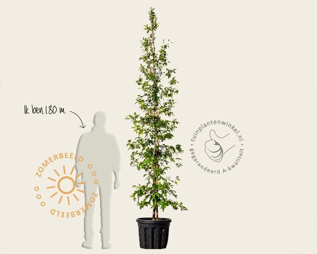 Stewartia pseudocamellia - beveerd