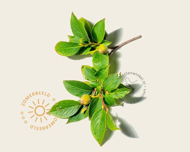 Stewartia pseudocamellia - beveerd