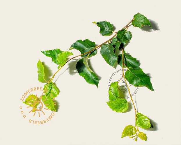 Betula papyrifera - meerstammig