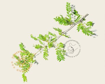 Gleditsia triacanthos f. inermis - meerstammig