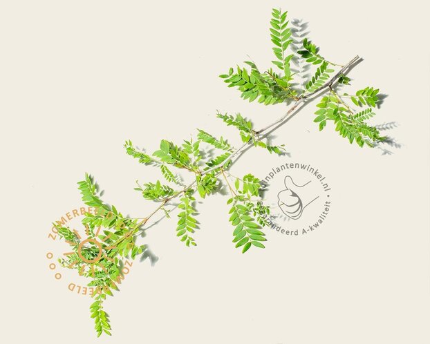 Gleditsia triacanthos f. inermis - meerstammig