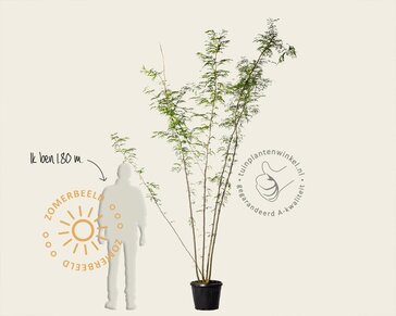 Gleditsia triacanthos f. inermis - meerstammig