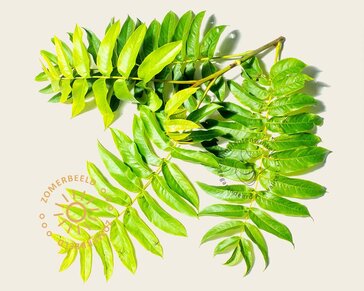 Pterocarya fraxinifolia - meerstammig