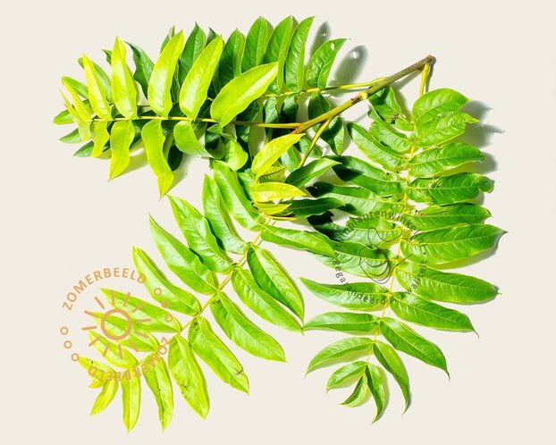 Pterocarya fraxinifolia - meerstammig