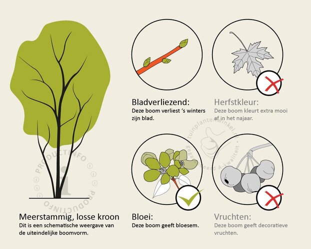 Pterocarya fraxinifolia - meerstammig