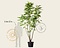 Pterocarya fraxinifolia - meerstammig Foto 1