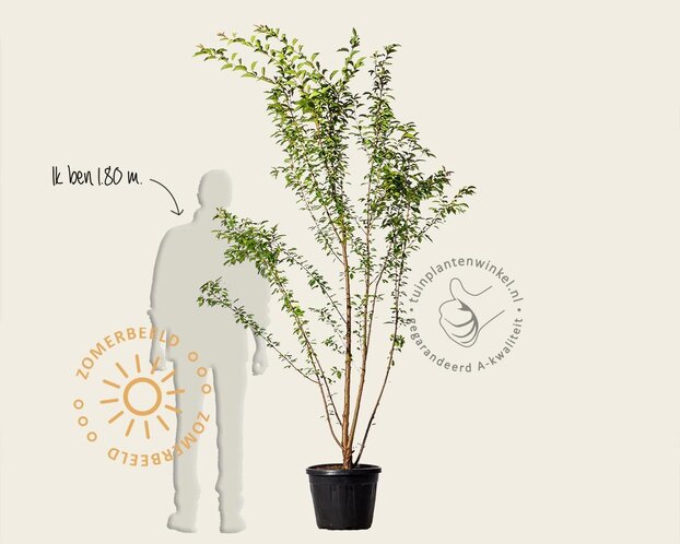 Prunus 'Pandora' - meerstammig