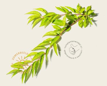 Prunus 'Pandora' - meerstammig