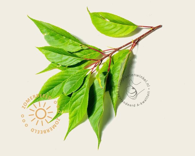 Prunus serrulata 'Ukon' - meerstammig