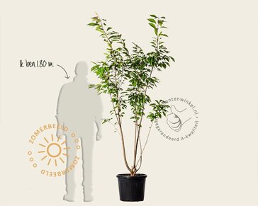 Prunus serrulata 'Ukon' - meerstammig