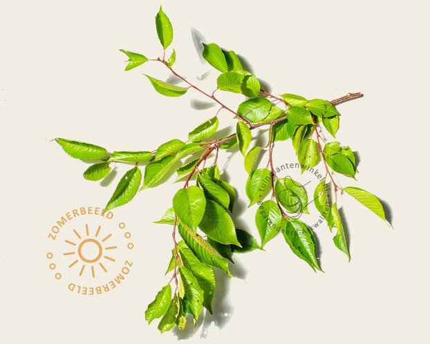 Prunus 'Accolade' - meerstammig