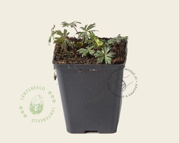 Aconitum carmichaelii 'Arendsii'