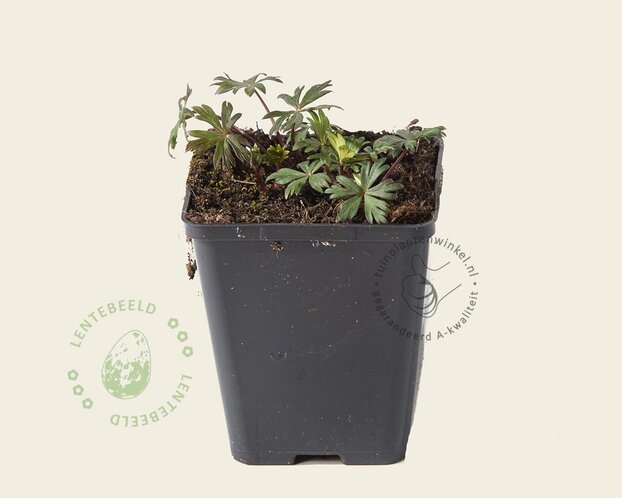 Aconitum carmichaelii 'Arendsii'