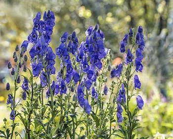 Aconitum carmichaelii 'Arendsii'