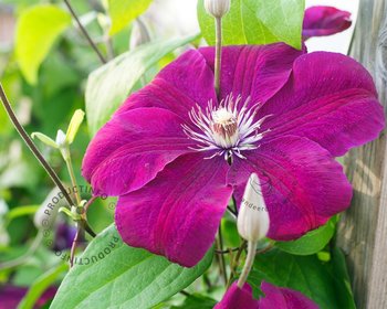 Clematis patens 'Rouge Cardinal'