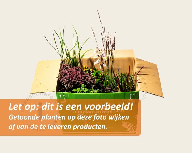 Mix borderpakket Cottage Mix - Paars-Roze-Wit
